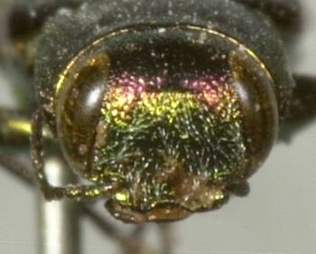 Media type: image;   Entomology 8111 Aspect: head frontal view
